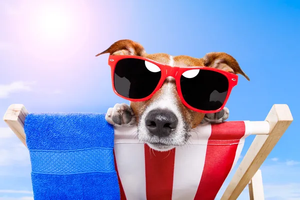 Seguridad para viajar con mascotas