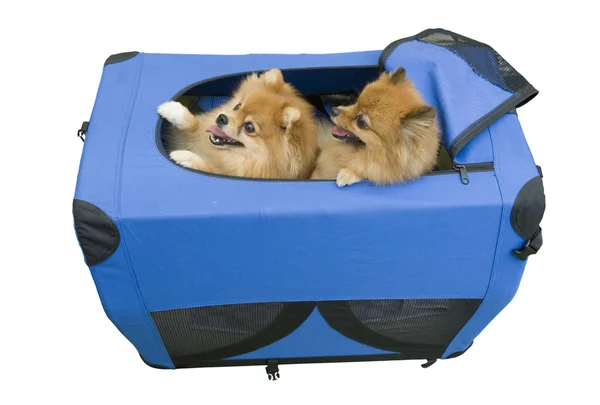 viajar con mascotas